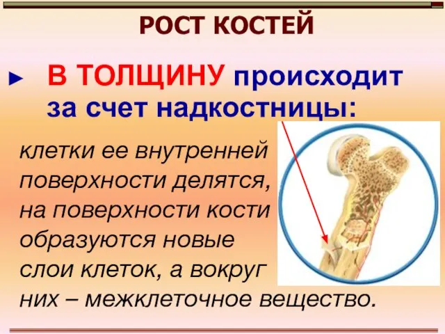 РОСТ КОСТЕЙ В ТОЛЩИНУ происходит за счет надкостницы: клетки ее внутренней