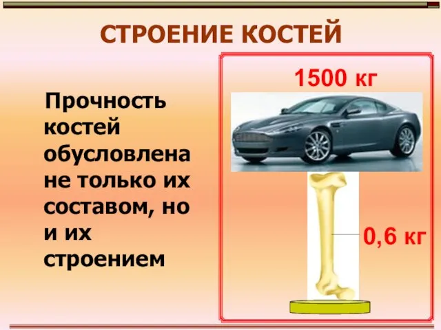 СТРОЕНИЕ КОСТЕЙ Прочность костей обусловлена не только их составом, но и