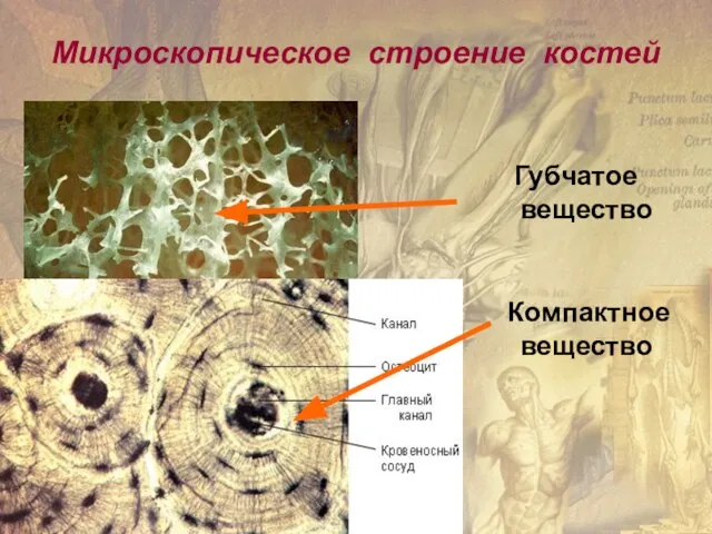 Микроскопическое строение костей Губчатое вещество Компактное вещество