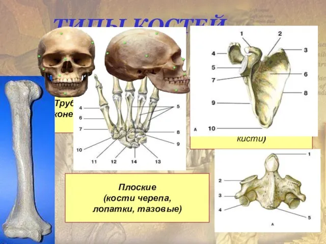 ТИПЫ КОСТЕЙ Трубчатые (конечности) Губчатые кости (тела позвонков, грудина, кости стопы,