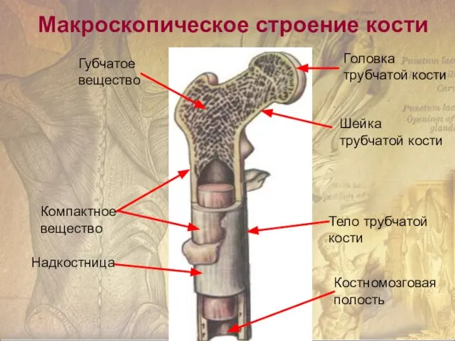 Макроскопическое строение кости Губчатое вещество Надкостница Компактное вещество Костномозговая полость Тело