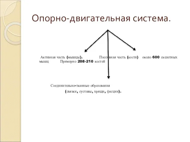 Опорно-двигательная система. Активная часть (мышцы). Пассивная часть (кости) около 600 скелетных