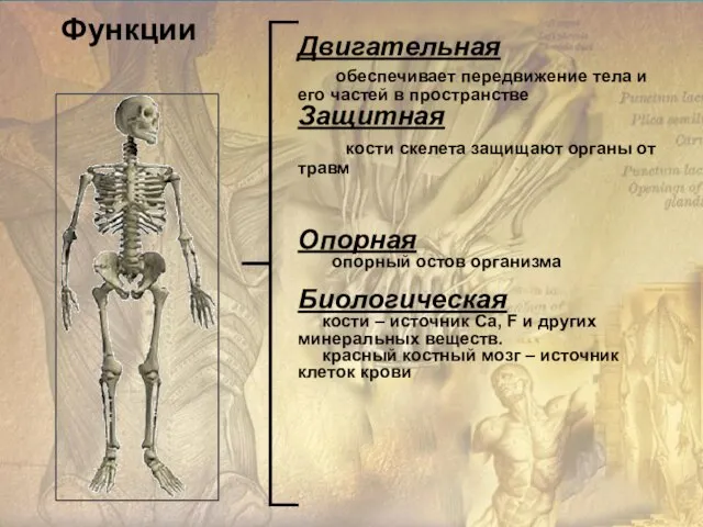 Двигательная обеспечивает передвижение тела и его частей в пространстве Защитная кости