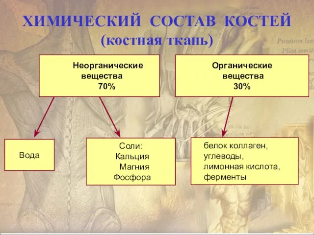 ХИМИЧЕСКИЙ СОСТАВ КОСТЕЙ (костная ткань) Неорганические вещества 70% Органические вещества 30%