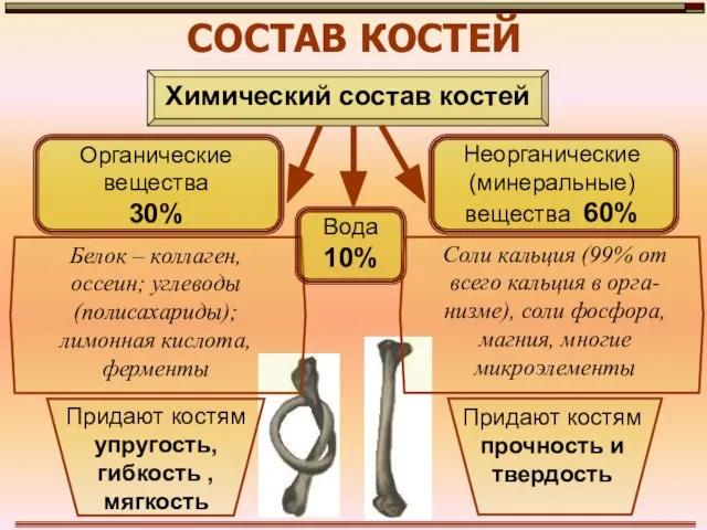 СОСТАВ КОСТЕЙ Химический состав костей Органические вещества 30% Неорганические (минеральные) вещества