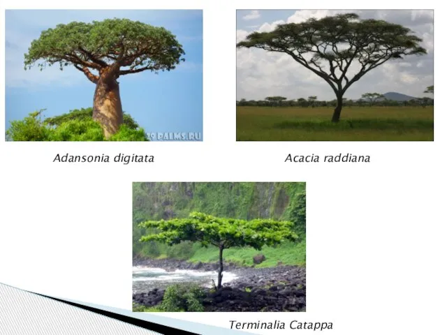 Adansonia digitata Terminalia Catappa Acacia raddiana