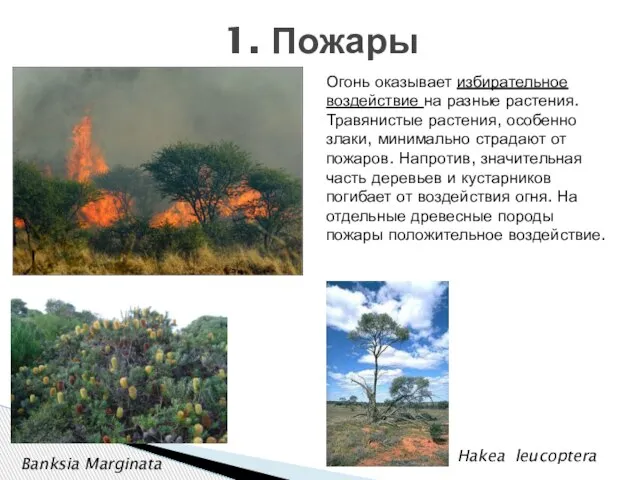 1. Пожары Огонь оказывает избирательное воздействие на разные растения. Травянистые растения,