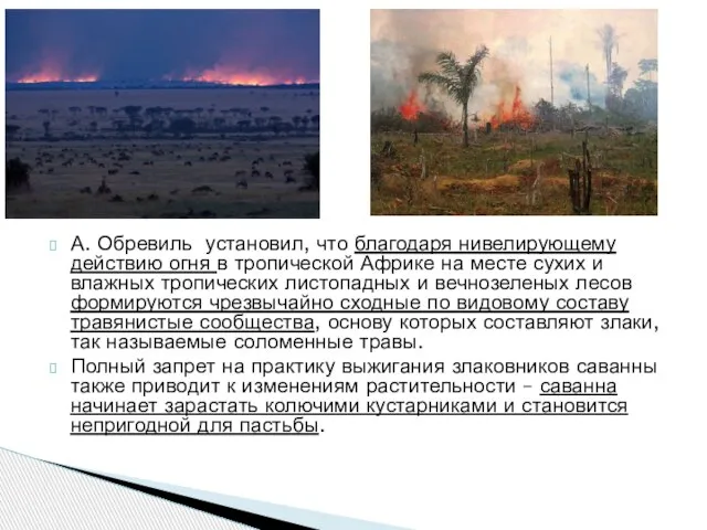 А. Обревиль установил, что благодаря нивелирующему действию огня в тропической Африке