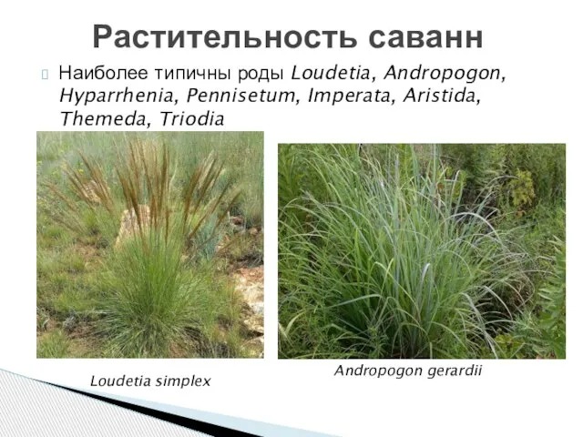 Наиболее типичны роды Loudetia, Andropogon, Hyparrhenia, Pennisetum, Imperata, Aristida, Themeda, Triodia