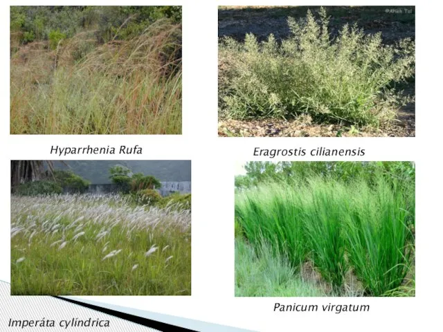 Hyparrhenia Rufa Imperáta cylíndrica Eragrostis cilianensis Panicum virgatum