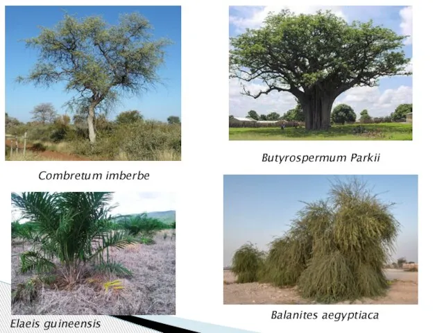 Combretum imberbe Butyrospermum Parkii Elaeis guineensis Balanites aegyptiaca