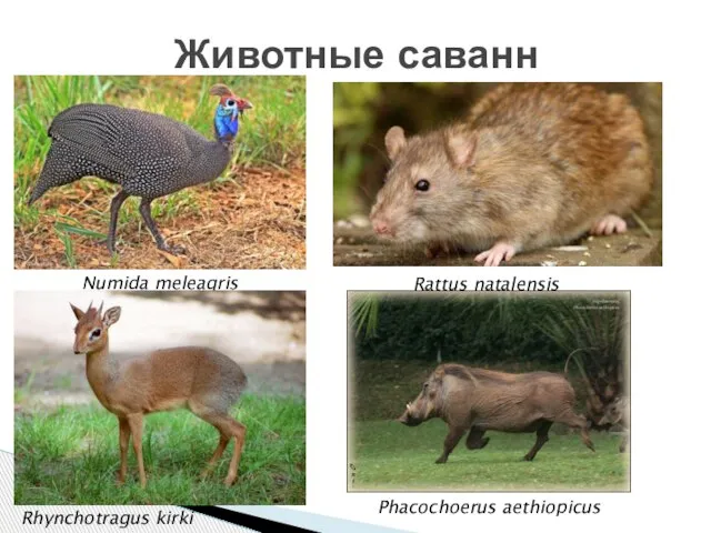 Животные саванн Numida meleagris Rattus natalensis Phacochoerus aethiopicus Rhynchotragus kirki