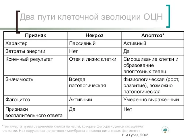 Два пути клеточной эволюции ОЦН *Тип смерти путем разделения клетки на