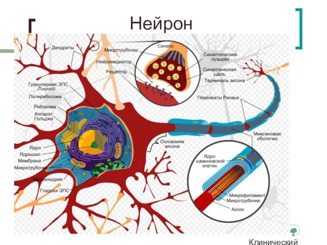 Клинический институт Мозга Нейрон