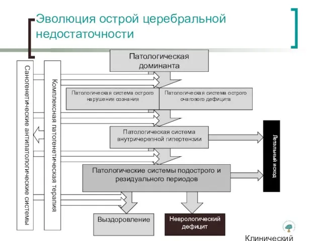 Клинический институт Мозга Эволюция острой церебральной недостаточности