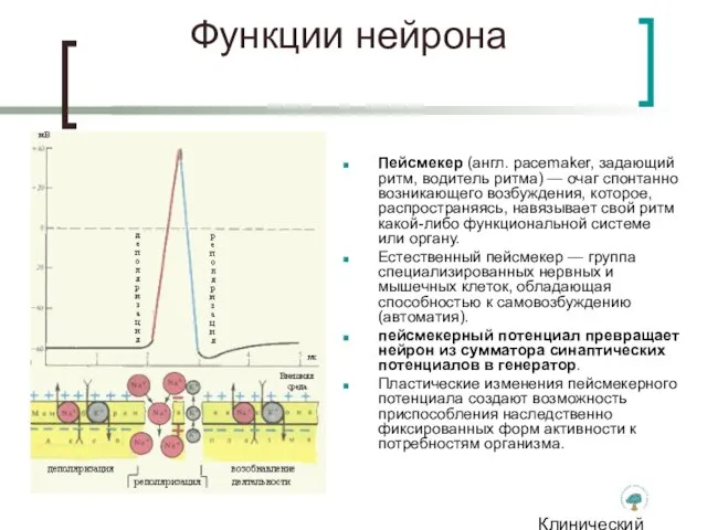 Клинический институт Мозга Функции нейрона Пейсмекер (англ. pacemaker, задающий ритм, водитель