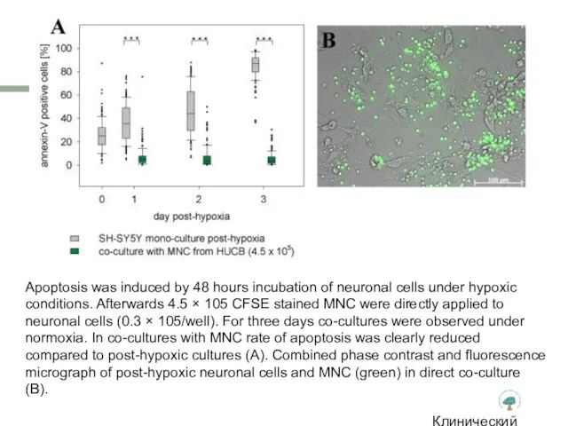 Клинический институт Мозга Apoptosis was induced by 48 hours incubation of