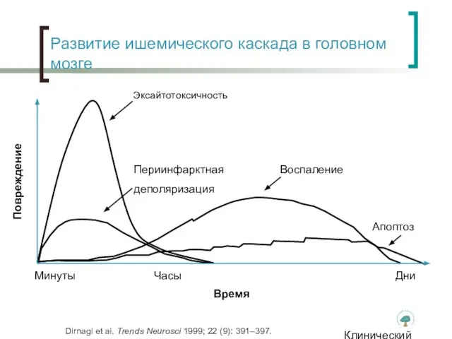 Клинический институт Мозга Развитие ишемического каскада в головном мозге Dirnagl et