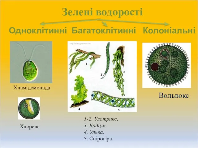 Зелені водорості Одноклітинні Багатоклітинні Колоніальні 1-2. Улотрикс. 3. Кодіум. 4. Ульва.