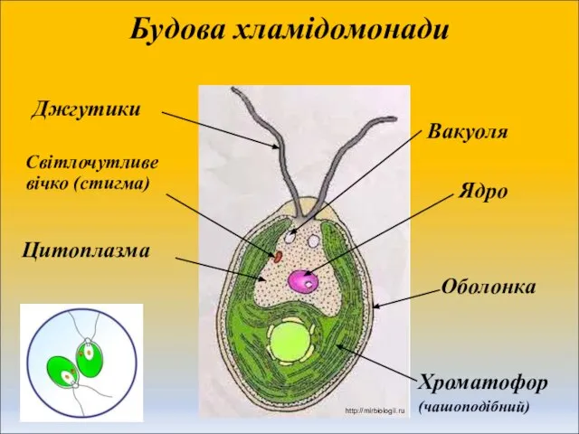 Будова хламідомонади Джгутики Ядро Хроматофор (чашоподібний) Світлочутливе вічко (стигма) Вакуоля Цитоплазма Оболонка http://mirbiologii.ru