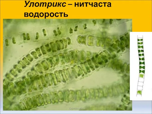 Улотрикс – нитчаста водорость Сліпчук І.Ю.