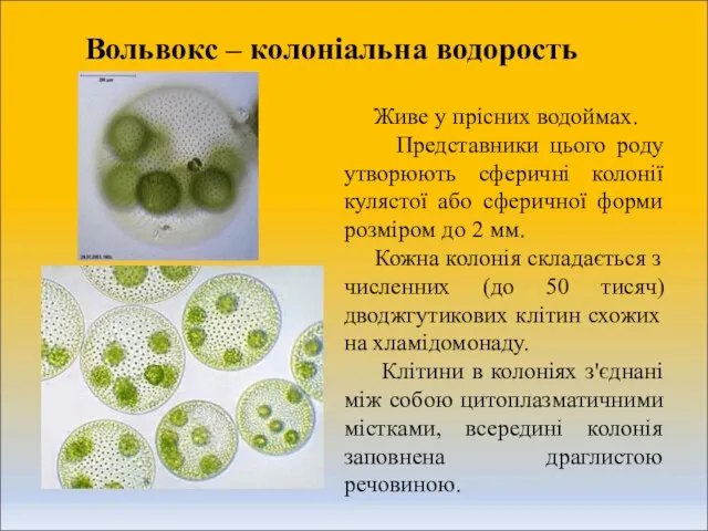 Вольвокс – колоніальна водорость Живе у прісних водоймах. Представники цього роду