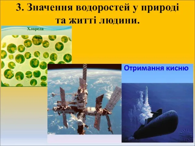 3. Значення водоростей у природі та житті людини.