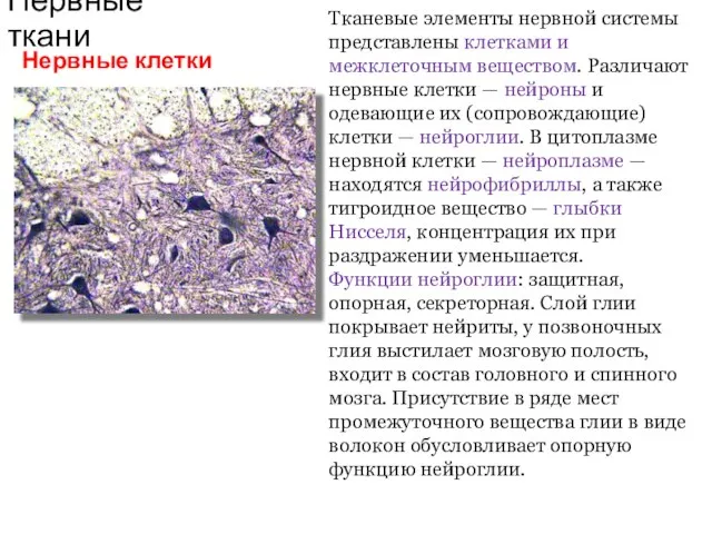 Нервные ткани Нервные клетки Тканевые элементы нервной системы представлены клетками и