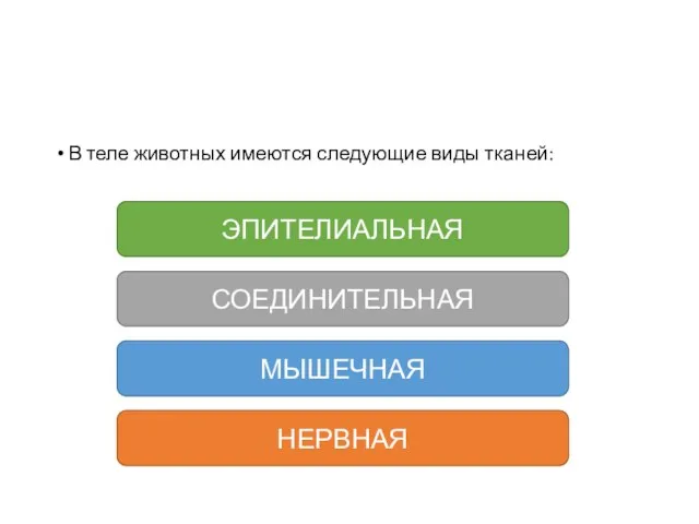 В теле животных имеются следующие виды тканей: ЭПИТЕЛИАЛЬНАЯ СОЕДИНИТЕЛЬНАЯ МЫШЕЧНАЯ НЕРВНАЯ