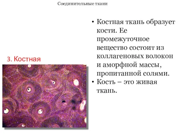 3. Костная ткань Соединительные ткани Костная ткань образует кости. Ее промежуточное