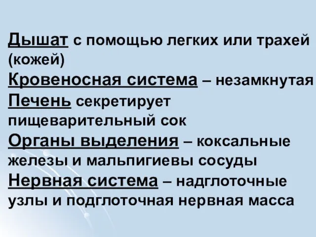 Дышат с помощью легких или трахей (кожей) Кровеносная система – незамкнутая