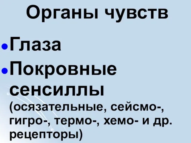 Органы чувств Глаза Покровные сенсиллы (осязательные, сейсмо-, гигро-, термо-, хемо- и др. рецепторы)