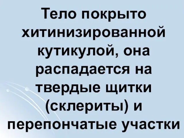 Тело покрыто хитинизированной кутикулой, она распадается на твердые щитки (склериты) и перепончатые участки