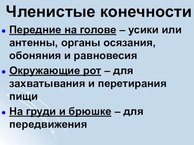 Членистые конечности Передние на голове – усики или антенны, органы осязания,