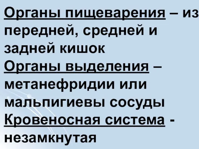 Органы пищеварения – из передней, средней и задней кишок Органы выделения