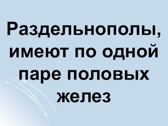 Раздельнополы, имеют по одной паре половых желез