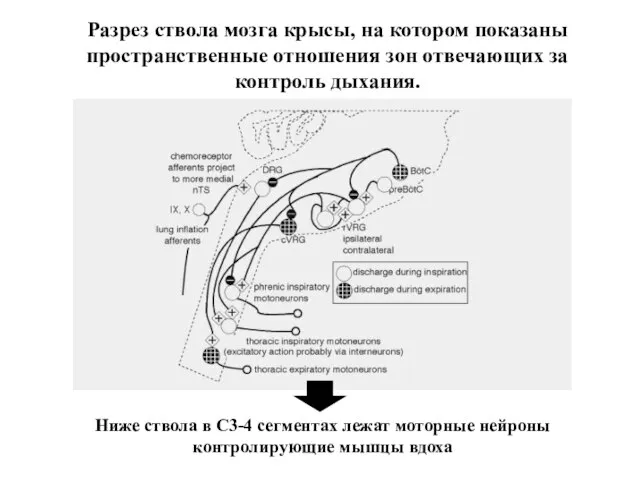 Разрез ствола мозга крысы, на котором показаны пространственные отношения зон отвечающих