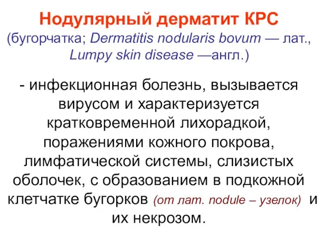 Нодулярный дерматит КРС (бугорчатка; Dermatitis nodularis bovum — лат., Lumpy skin