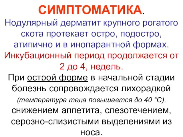 СИМПТОМАТИКА. Нодулярный дерматит крупного рогатого скота протекает остро, подостро, атипично и