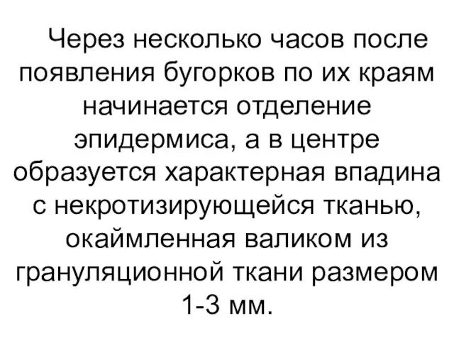 Через несколько часов после появления бугорков по их краям начинается отделение