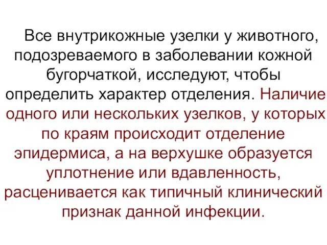 Все внутрикожные узелки у животного, подозреваемого в заболевании кожной бугорчаткой, исследуют,