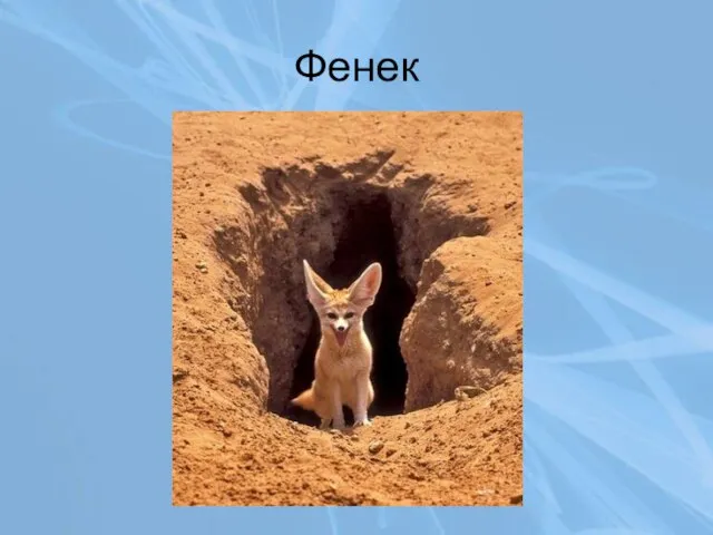 Фенек