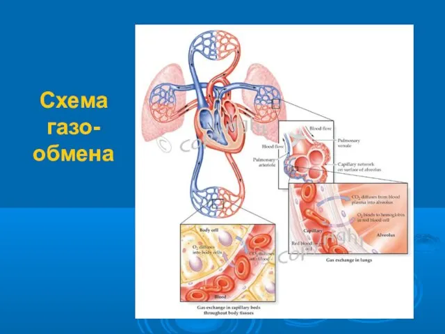 Схема газо- обмена