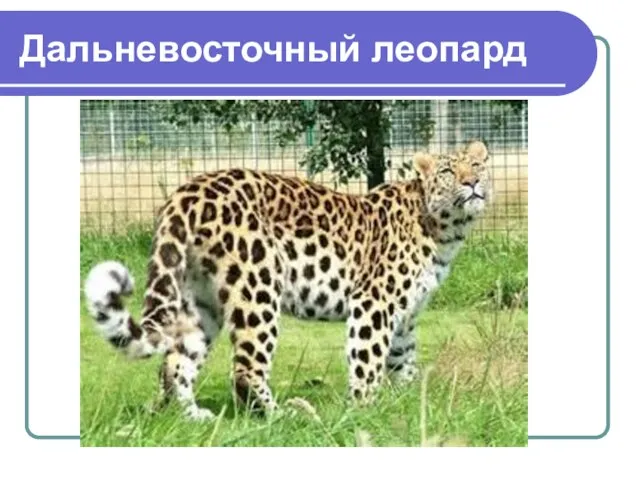 Дальневосточный леопард