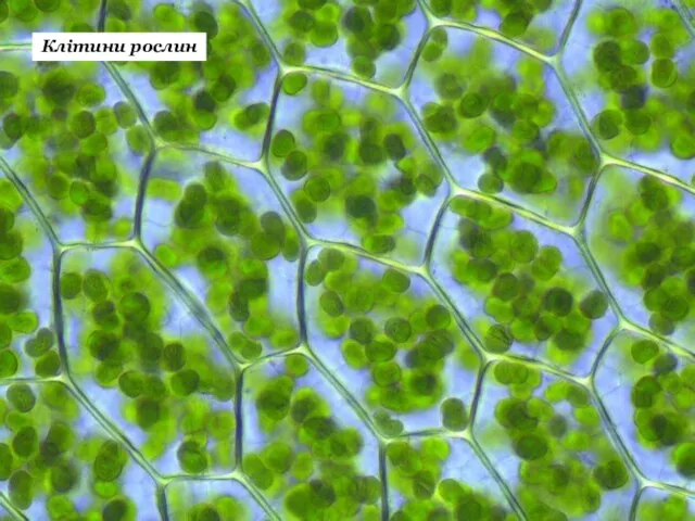 Клітина – основна структурна і функціональна одиниця живих організмів (за винятком неклітинних форм життя). Клітини рослин
