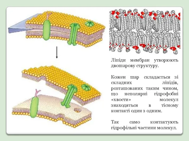 Ліпіди мембран утворюють двошарову структуру. Кожен шар складається зі складних ліпідів,