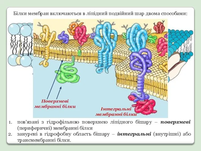 Білки мембран включаються в ліпідний подвійний шар двома способами: пов'язані з