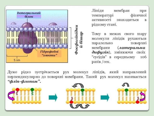 Дуже рідко зустрічається рух молекул ліпідів, який направлений перпендикулярно до поверхні