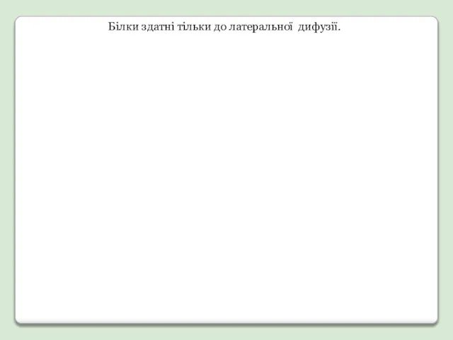 Білки здатні тільки до латеральної дифузії.