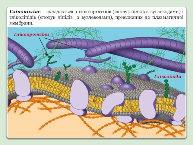 Глікокалікс – складається з глікопротеїнів (сполук білків з вуглеводами) і гліколіпідів